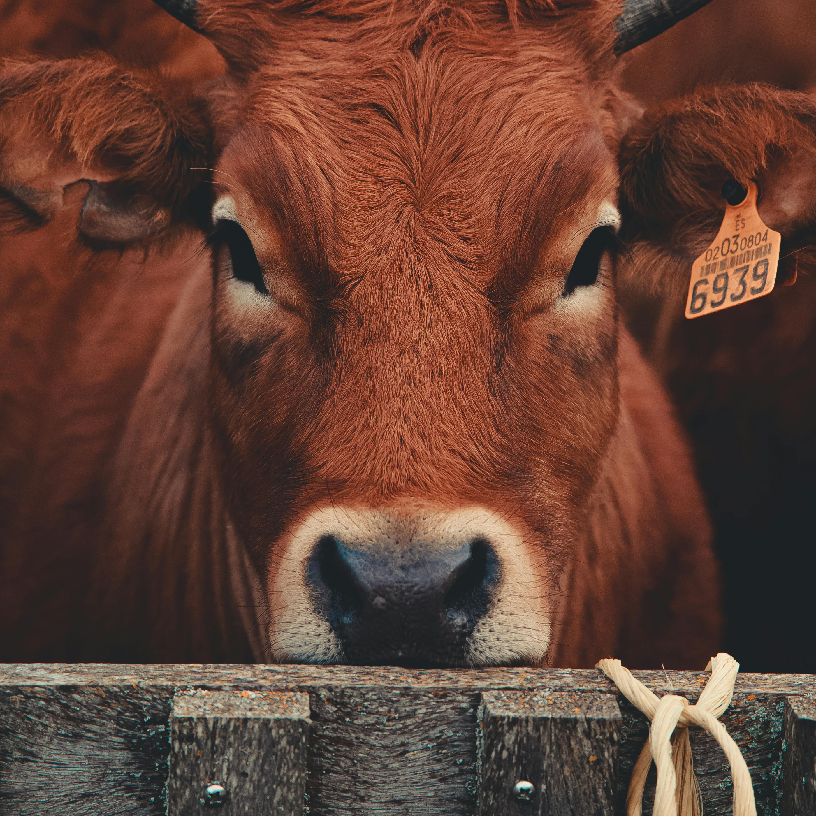 Integrated animal producers