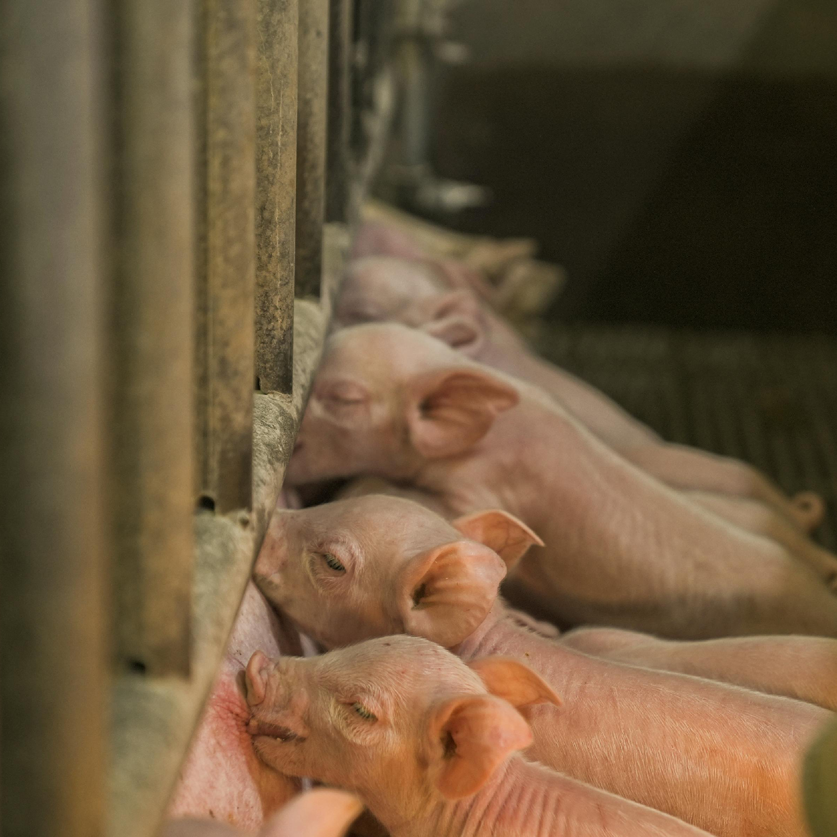 Producer representative bodies