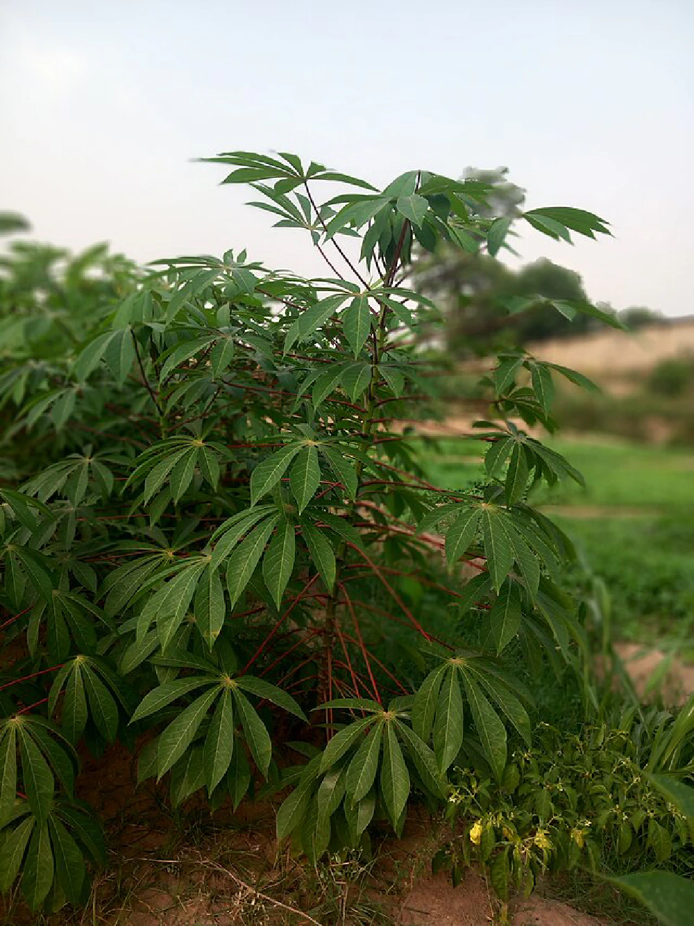 Crop pest and disease reporting and response system Featured Image