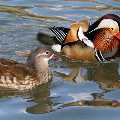 Early Warning System for Avian Influenza