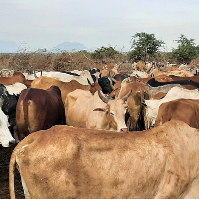 Professionalisation of Para-veterinarians in Togo, Senegal and Benin (Project P3V)