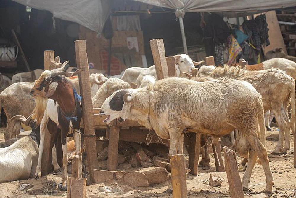 Professionalisation of Para-veterinarians in Togo, Senegal and Benin (Project P3V) Featured Image