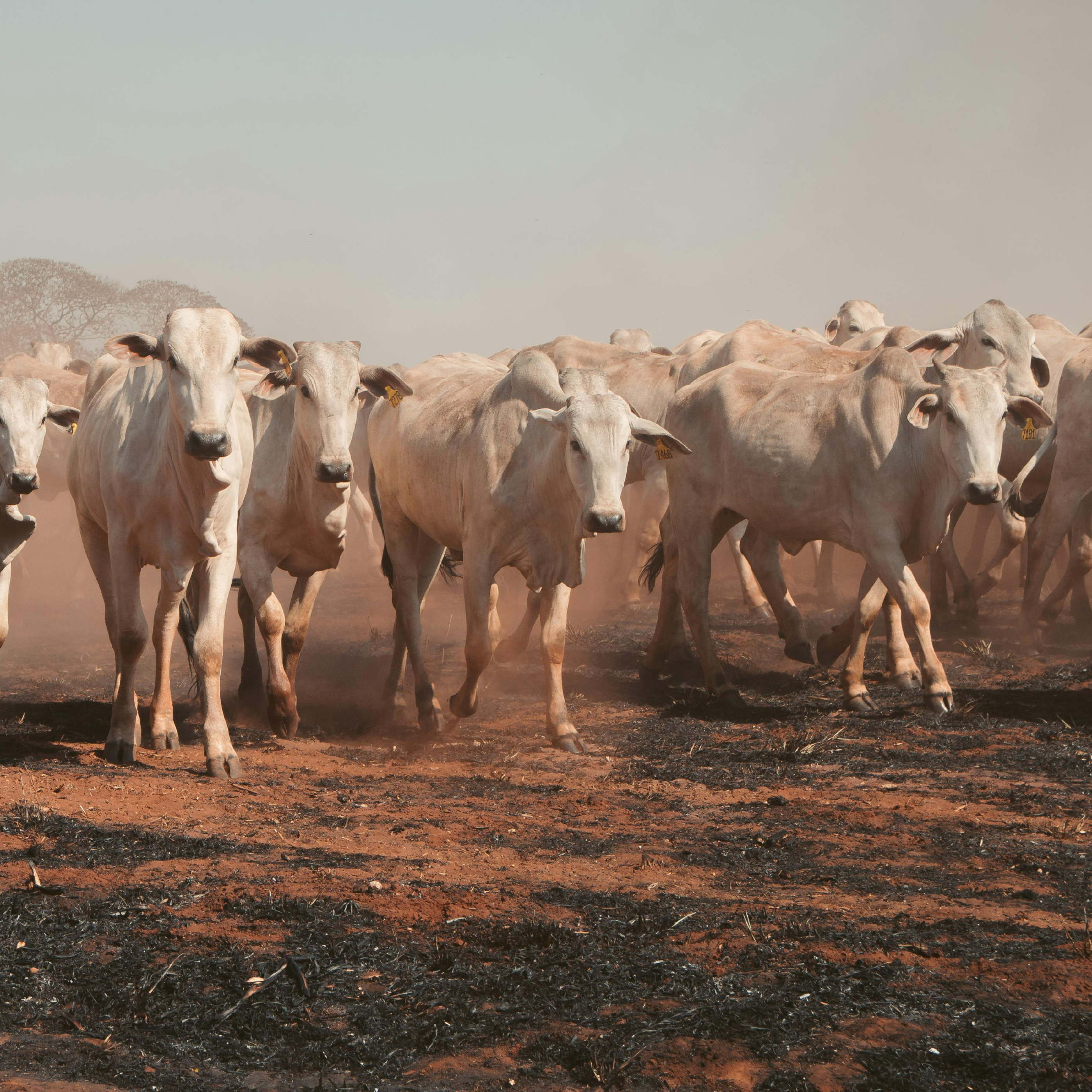 Global Rinderpest Eradication